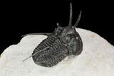 Devil Horned Cyphaspis Walteri Trilobite #126245-3